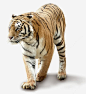 霸气的老虎高清素材 动物 大猫 条纹 野生 元素 免抠png 设计图片 免费下载