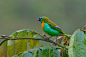 morethanphotography:

Brassy-breasted Tanager by BertrandoCampos
 #萌#