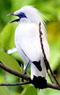 Burung Jalak Bali