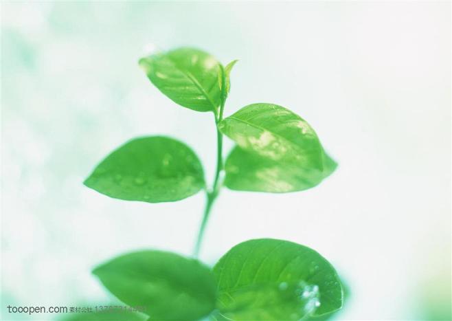 树木树叶-嫩绿的茉莉花枝条高清摄影图片素...