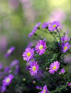 图拉柏采集到花