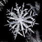 Don Komarechka：晶莹剔透的雪花照片 - 新摄影