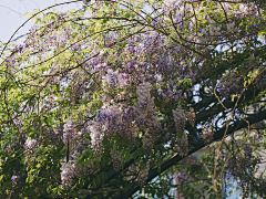 kuronekoko采集到花花·植物