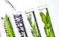 Laboratory, Fern, lavender, rosemary and mint in test tubes by FreeProd on 500px