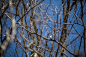 Foliage, twig, stick and blue sky HD photo by Maddy Baker (@maddybakes) on Unsplash