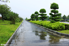 云中漫步^_^采集到种植池