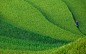 Woman walking across rice terrace, Yen Bai, Vietnam