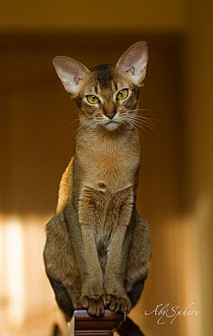 量子熊猫采集到愚蠢的动物