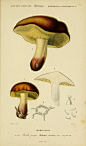 Boletus circinans （牛肝菌科牛肝菌属） 作者：D'Orbigny 时间：1847-1849 版本：《Dictionnaire universel d’histoire naturelle. v.3