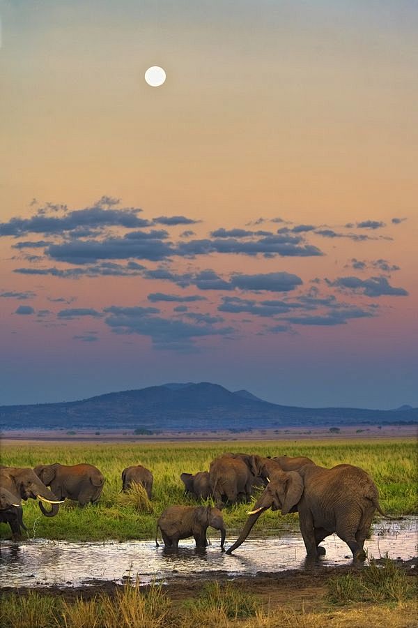 大象 黄昏 坦桑尼亚