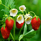 草莓：能增白和滋润保湿
 
草莓属浆果，含糖量高达6%-10%，并含多种果酸、维他命及矿物质等，可增强皮肤弹性，具有美白和滋润保湿的功效。另外，草莓比较适合于油性皮肤，具有去油、洁肤的作用，将草莓挤汁可作为美容品敷面。现在的很多清洁和营养面膜中也加入了草莓的成分，例如稀有的莓多酚因子，对祛痘还有很好的功效。