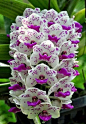 Beautiful Orchid.