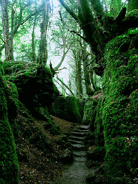 Puzzlewood Forest, G...