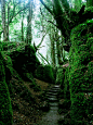 Puzzlewood Forest, Gloucestershire, England