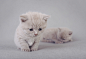 British shorthair kitten by Waldek Dąbrowski on 500px