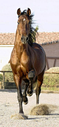 Gavilan, a beautiful andalusian pre-stallion