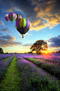 Lavender Dream Path