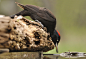 Photograph Black Woodpecker 
