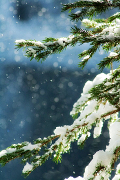 水公采集到雪   X