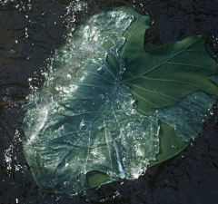 水沉晕采集到照