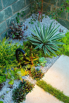 好一个大鸡腿采集到景观｜绿植｜花径｜盆景