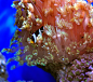 色彩斑斓的海底植物 - richeng_dong - richeng_dong摄影博客