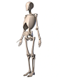 【人体】人体骨骼概括