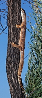 Sand GoannaAlso known as Gould’s monitor, the sand monitor, or racehorse goanna. Native to Australia, it will eat anything smaller than itself.  Like all goannas and snakes
 the sand monitor has a forked tongue, with which it “tastes” the air. 
Scents are