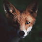 Photographer Captures The Soul Of The Forest With His Unbelievably Intimate Animal Shots