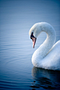 Swan