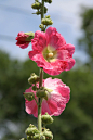 蜀葵
拉丁名：Alcea rosea
科属：锦葵科木槿属
别名： 一丈红、熟季花、戎葵、吴葵、卫足葵、胡葵
形态特征：多年生草本。茎直立而高。叶互生，心脏形。花呈总状花序顶生单瓣或生瓣，有紫、粉、红、白等色。花期6月至8月。蒴果，种子扁圆，肾脏形。花单生或近簇生于叶腋，有时成总状花序排列，花径6厘米至12厘米，花色艳丽，有粉红、红、紫、墨紫、白、黄、水红、乳黄、复色等，单瓣或重瓣。果实为蒴果，种子扁圆形。