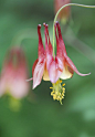 野生鸽✯ Wild Columbine