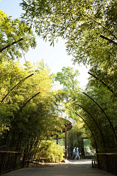 挖宝`采集到竹景