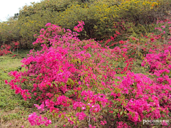 绿蔷美荷采集到rock garden