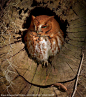 昏昏欲睡与鬼鬼祟祟
一只綠变色蜥（green anole）从栖身处钻了出来，但旁边树洞里的东美角鸮（Eastern screech owl）也正小睡醒来，究竟綠变色蜥能不能顺利脱身呢？