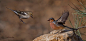 苍头燕雀 Fringilla coelebs 雀形目 燕雀科 燕雀属
İspinoz - Common Chaffinch - Fringilla coelebs by ADNAN ATAÇ on 500px