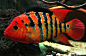 red terror cichlid