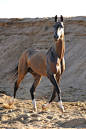 the crazy anatomy of the akhal teke. buckskin: 