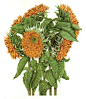 Double Sunflower - Helianthus annuus : Helianthus annuus - Double SunflowerWatercolour on 300gsm Arches hot pressed paper(W) 53cm x (H) 59cm