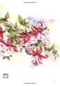 Wendy Tait certainly knows how to paint fuchsias in watercolour. This is from her book Watercolour Flowers: