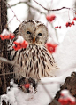 owl in winter. The Beldam: Archive, animals, birds,