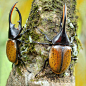 libutron:

Two male Hercules beetles, Dynastes hercules (Coleoptera - Scarabaeidae), photographed in Costa Rica. 
Photo credit: ©Jimmy Hoffman
