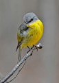 Eastern Yellow Robin, on guard | birdsaspoetry