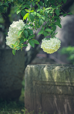 儿叁采集到Blossom