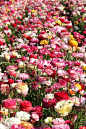 The Flower Fields, Carlsbad