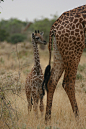 Baby Giraffe and Mother by altsaint on Flickr.