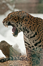 wild-diary:

Jaguar Talking | Eric Kilby
