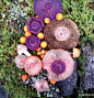 美丽蘑菇 | 摄影师Jill Bliss - 观念摄影 - CNU视觉联盟