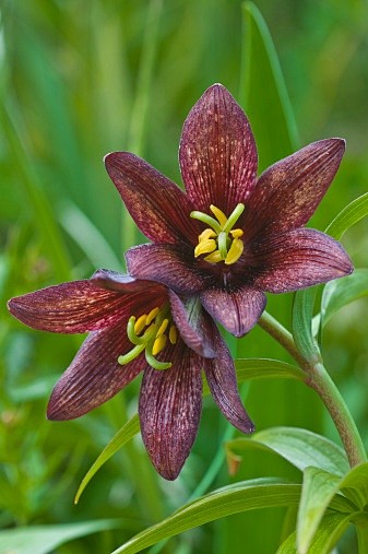 Fritillaria camschat...