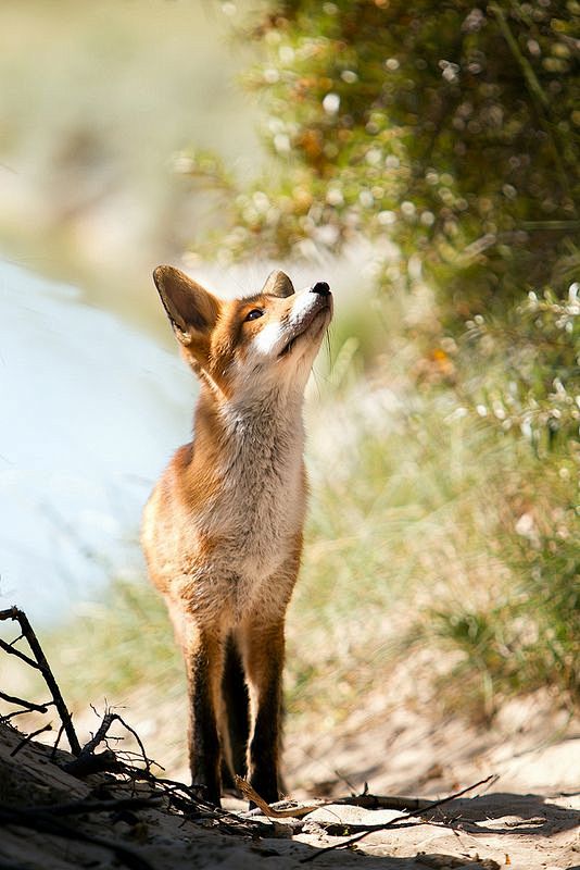 Curious young fox … ...